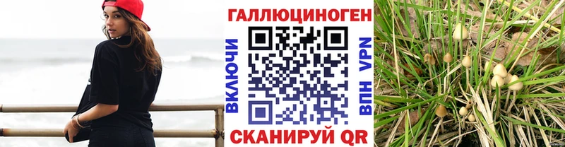 кракен зеркало  купить наркотик  Калининск  Псилоцибиновые грибы прущие грибы 